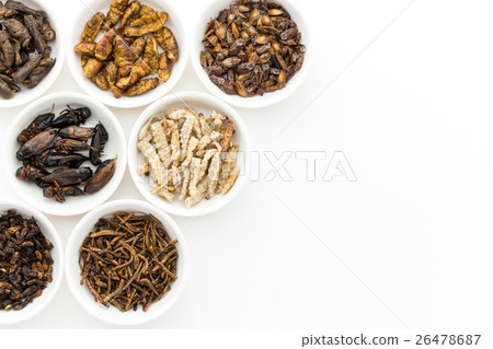 昆蟲食物:昆蟲食物 昆蟲食物:昆蟲食物 26478687