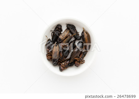 昆蟲食物:昆蟲食物 昆蟲食物:昆蟲食物 26478699