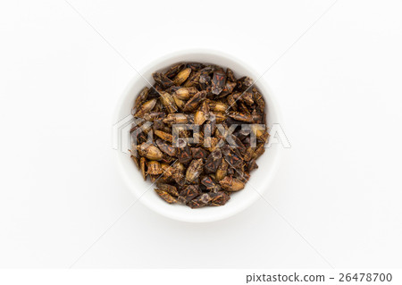 昆蟲食物：昆蟲食物 26478700