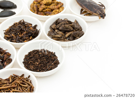 昆蟲食物:昆蟲食物 昆蟲食物:昆蟲食物 26478720