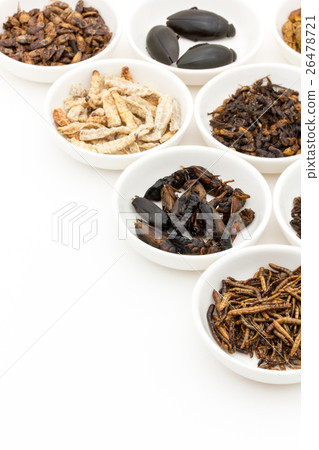 昆蟲食物:昆蟲食物 昆蟲食物:昆蟲食物 26478721