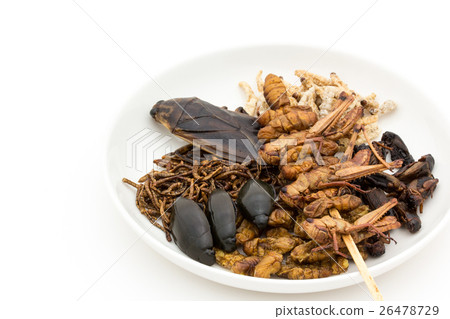 昆蟲食物：昆蟲食物 26478729