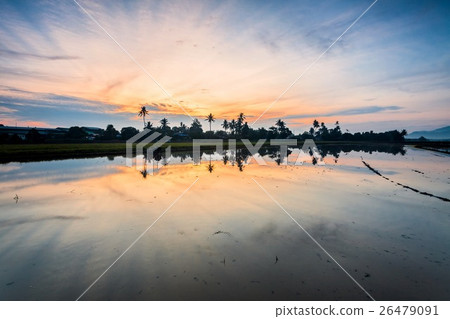 Reflection in Paddy Field in Bukit Mertajam 26479091