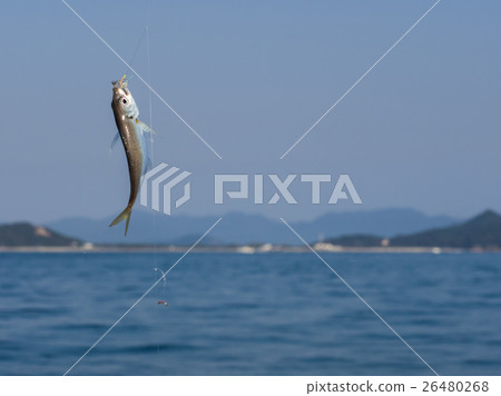 竹莢魚捕撈 竹莢魚捕撈 26480268