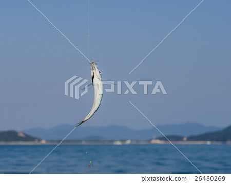 竹莢魚捕撈 竹莢魚捕撈 26480269
