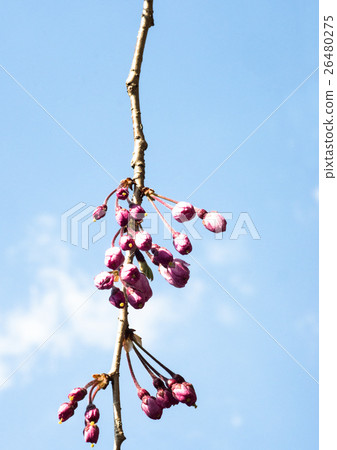 垂枝櫻花 垂枝櫻花 26480275