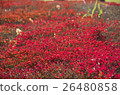 Autumn leaves, autumn, season, feeling the four seasons, landscape, background 26480858