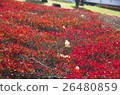 Autumn leaves, autumn, season, feeling the four seasons, landscape, background 26480859