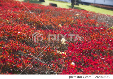 Autumn leaves, autumn, season, feeling the four seasons, landscape, background Autumn leaves, autumn, season, feeling the four seasons, landscape, background 26480859
