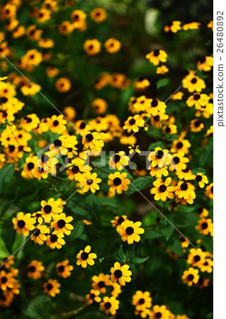 Rudobekia花一起開花 26480892