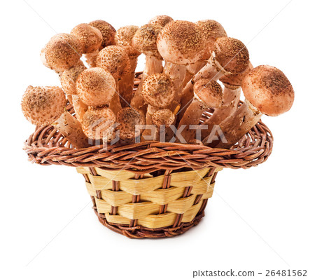 Honey fungus in basket 26481562