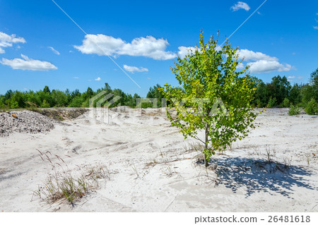 lonely tree on a soil in erosion lonely tree on a soil in erosion 26481618