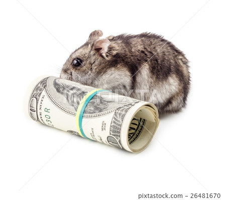Mouse gnaws money Mouse gnaws money 26481670