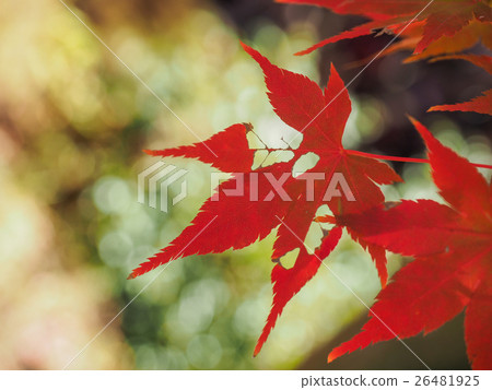 Autumn leaves of worm-eating 26481925