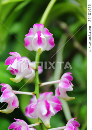 Flower of Elise Lorenseae 26481926