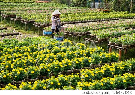 Local lady in her garden in Sa Dec, Dong Thap 26482048