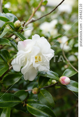 茶香 茶香 26482110