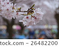 Yoshino cherry tree full flow back cherry blossom viewing 26482200