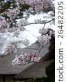 Yoshino cherry tree and farmhouse's roof 26482205