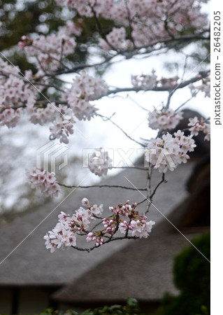Yoshino cherry tree and farmhouse's roof 26482205