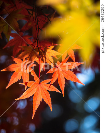 Bright autumn leaves Bright autumn leaves 26482299