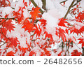 雪和楓樹 26482656