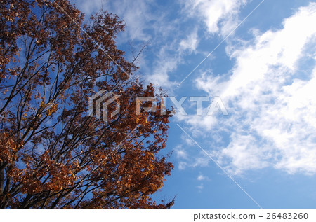 Late autumn 26483260