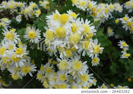 Chrysanthemum Chrysanthemum 26483262