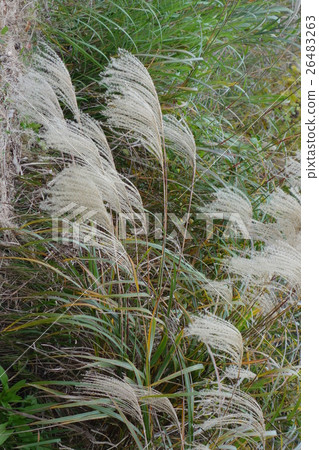 鈴木Ohana 26483263