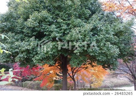Landscape tree Landscape tree 26483265