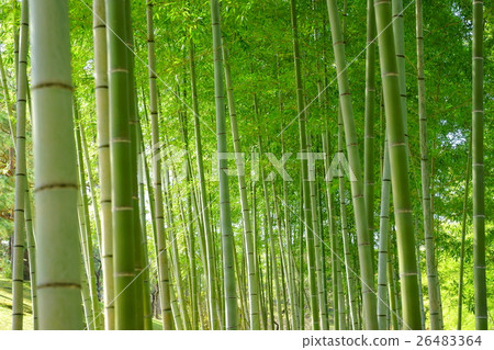 秋竹林5 26483364