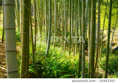 Autumn bamboo grove 6 26483365