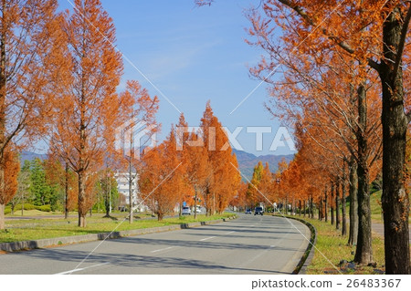 Late Autumn · Treasures of Metasequoia 1 26483367