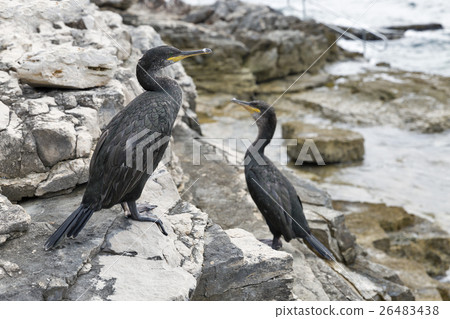 Great Cormorant Birds in Istria, Croatia Great Cormorant Birds in Istria, Croatia 26483438