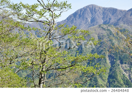 Blooming beech and Hikigatake 26484848