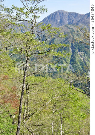 盛開的山毛櫸和Hikigatake 盛開的山毛櫸和Hikigatake 26484849