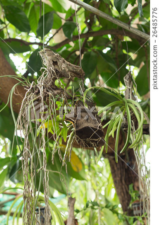 Orchid flower was hanged under the big tree 26485776