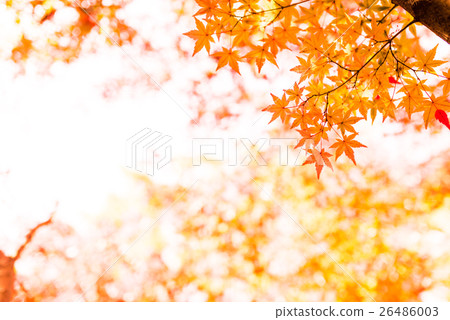 Maple Maple 26486003