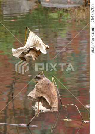 Withering lotus leaves Withering lotus leaves 26486206