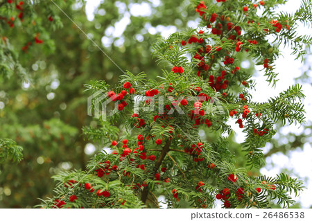 Red berries growing on evergreen yew tree branches Red berries growing on evergreen yew tree branches 26486538