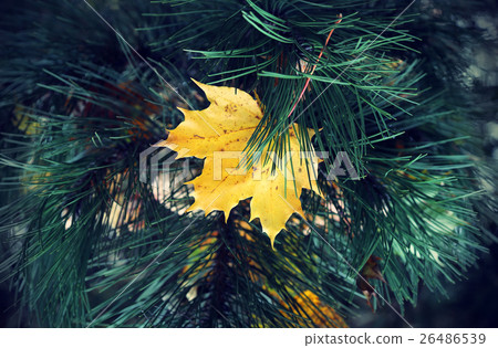 Bright yellow leaf of maple in coniferous tree 26486539