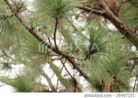 Pine red pine (Pine) 26487131