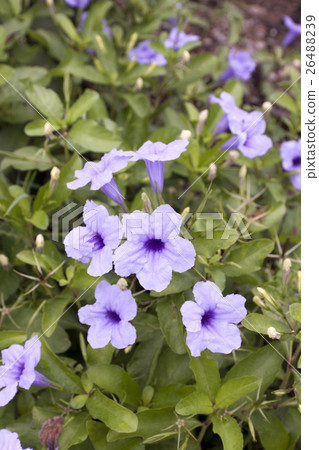 purple rain flower purple rain flower 26488239