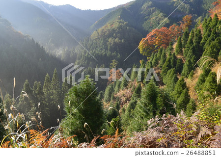 [奈良縣Nogunikawa村] Kii山的秋葉（早晨景觀） 26488851