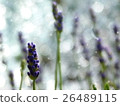 lavender 26489115