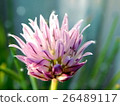 Chive flowers 26489117