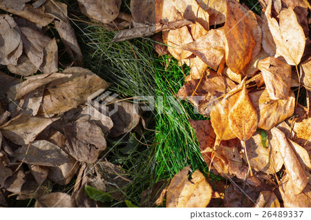Photo before and after the image editing process 26489337