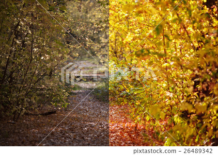 Photo before and after the image editing process Photo before and after the image editing process 26489342