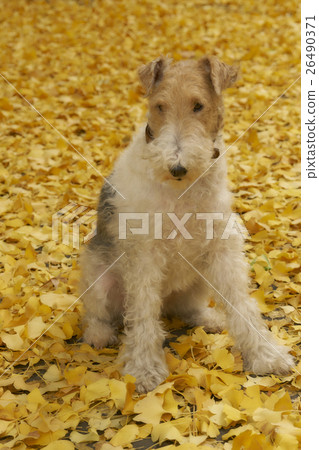 Ginkgo Leaves and Terrier 26490371