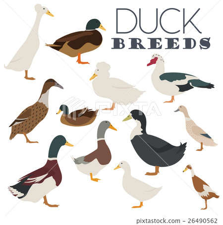 Poultry farming. Duck breeds icon set. Flat design 26490562